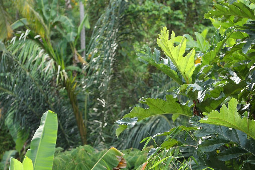Aria Villas Ubud Екстер'єр фото